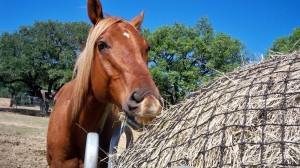 Texas Hay Net Texas Hay Net