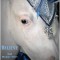 Gentle Carousel Holiday Therapy Visit Gentle Carousel Holiday Therapy Visit