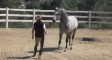 PRE SPANISH HORSE PANADERO – AMBASSADOR FOR THE BREED