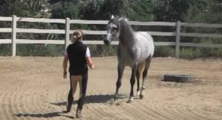PRE SPANISH HORSE PANADERO – AMBASSADOR FOR THE BREED PRE SPANISH HORSE PANADERO – AMBASSADOR FOR THE BREED