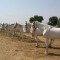 white horses standing white horses standing