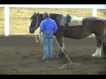 How To Longe A Horse Correctly