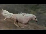 The Silver Brumby: Wild Horses